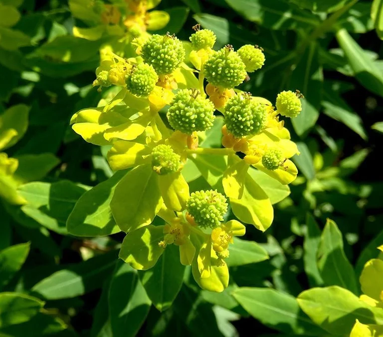 Euphorbia Bivonae