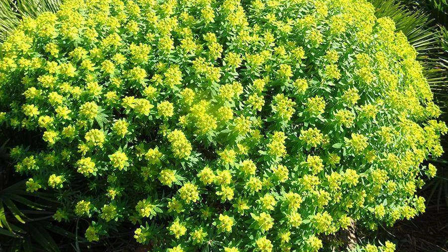 Euphorbia Bivonae