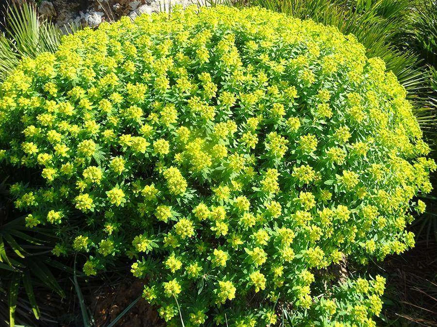 Euphorbia Bivonae