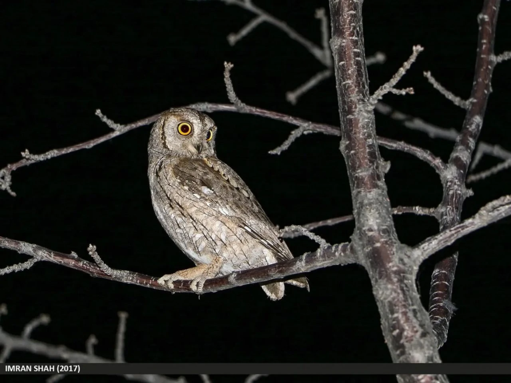 Otus scops appollaiato su un ramo