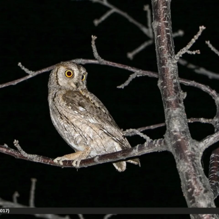 Otus scops appollaiato su un ramo