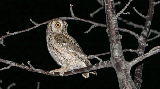 Otus scops appollaiato su un ramo