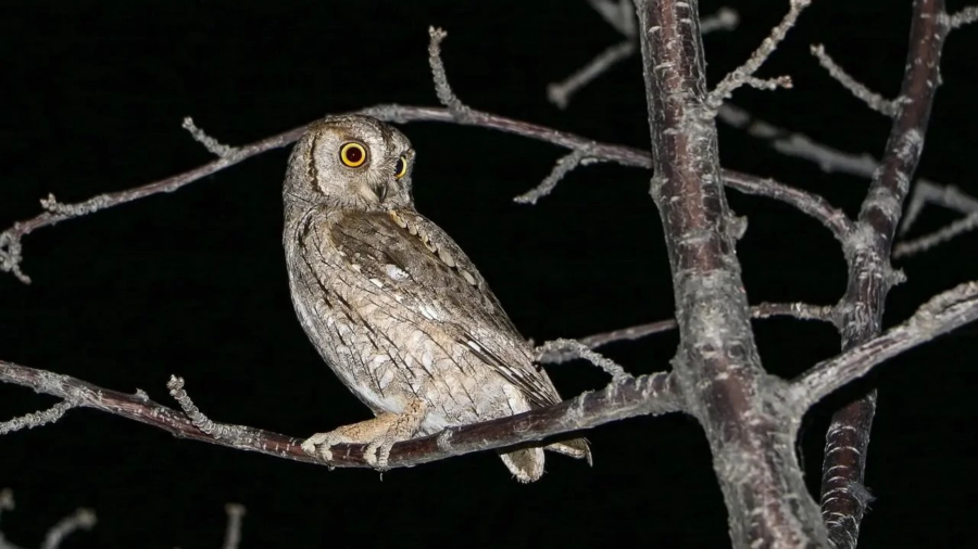 Otus scops appollaiato su un ramo