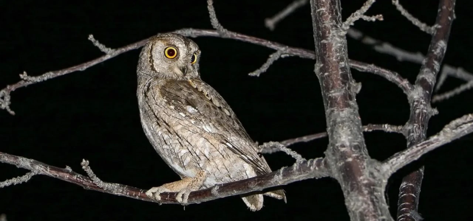 Otus scops appollaiato su un ramo