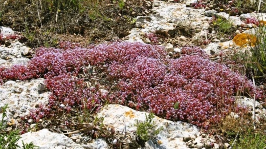 Sedum Rubens (Borracina Arrossata)