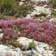 Sedum Rubens (Borracina Arrossata)