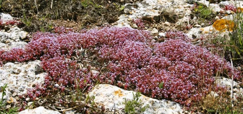 Sedum Rubens (Borracina Arrossata)