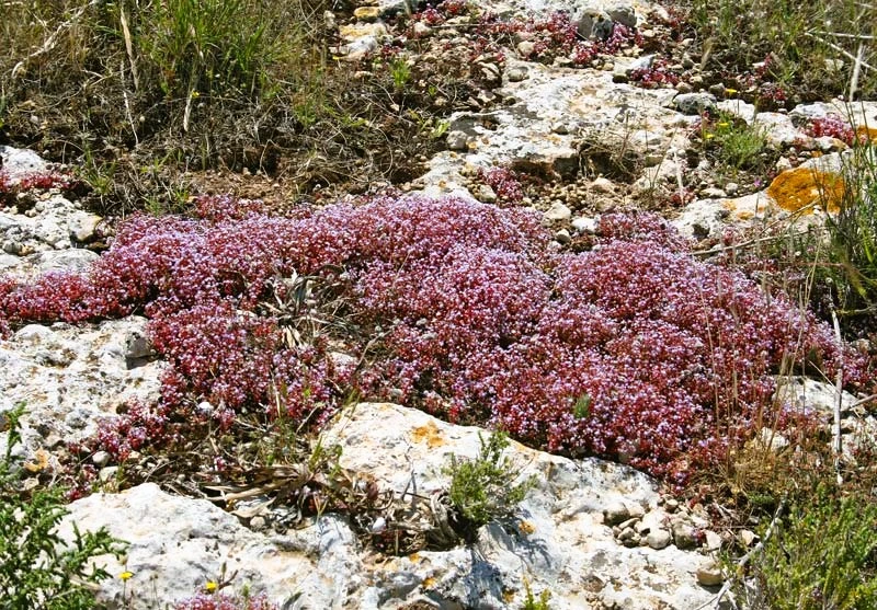 Sedum Rubens (Borracina Arrossata)