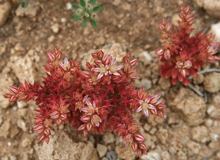 Sedum Rubens (Borracina Arrossata)