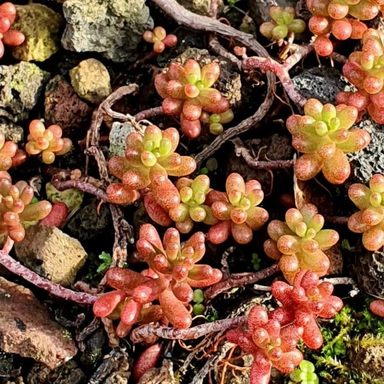 Sedum Rubens (Borracina Arrossata)