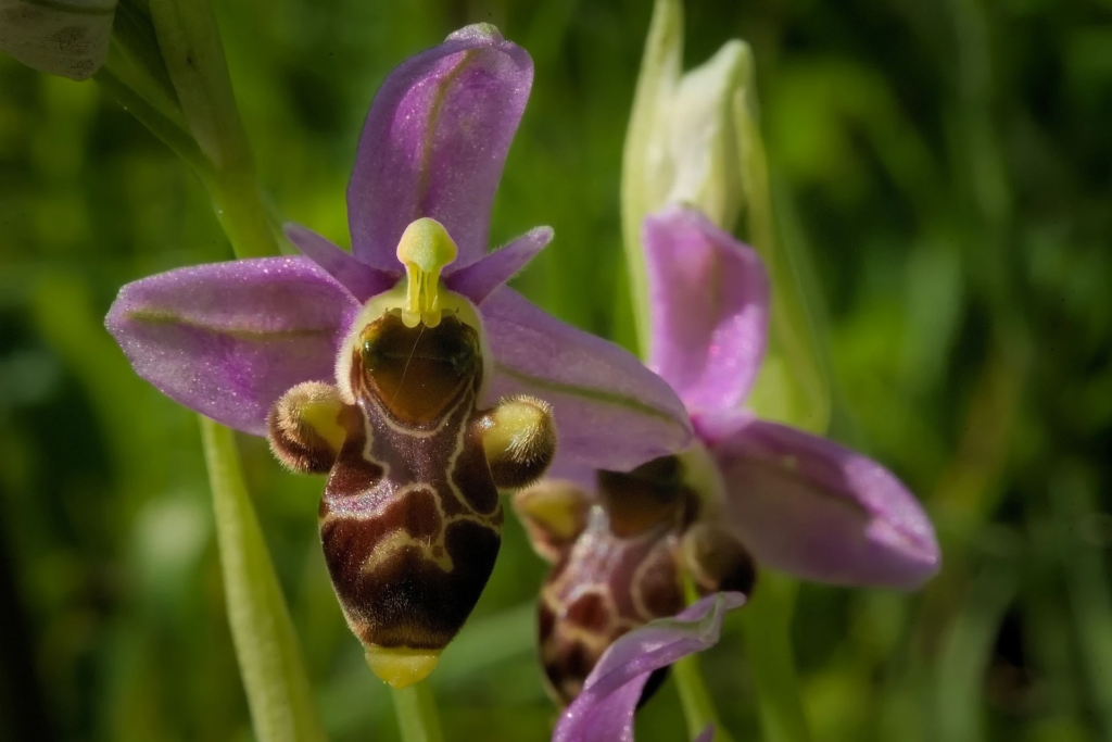 Ophrys Archimedea