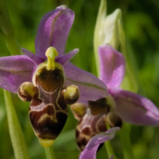 Ophrys Archimedea