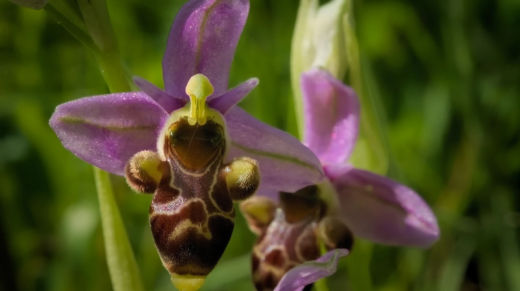 Ophrys Archimedea