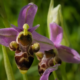 Ophrys Archimedea