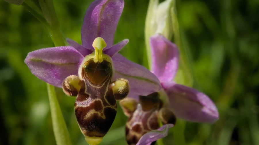 Ophrys Archimedea