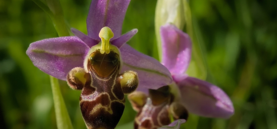 Ophrys Archimedea