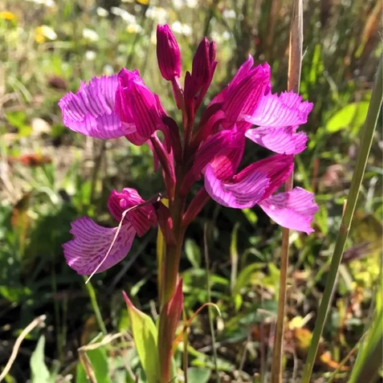 Orchis papilionacea