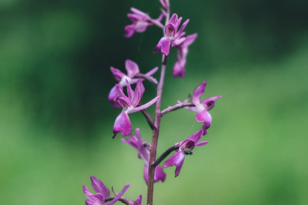 Orchis papilionacea