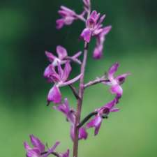 Orchis papilionacea