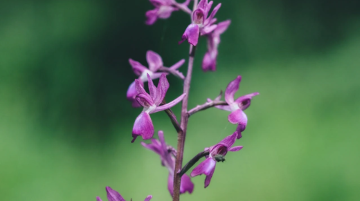 Orchis papilionacea