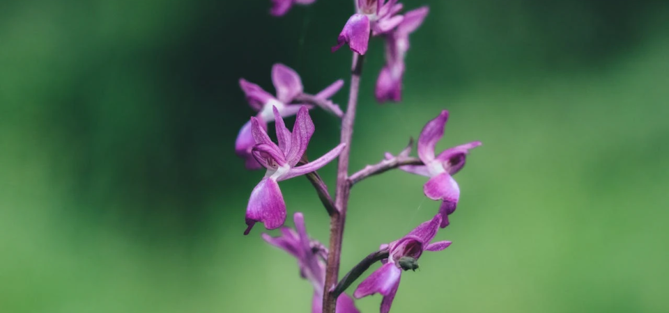 Orchis papilionacea