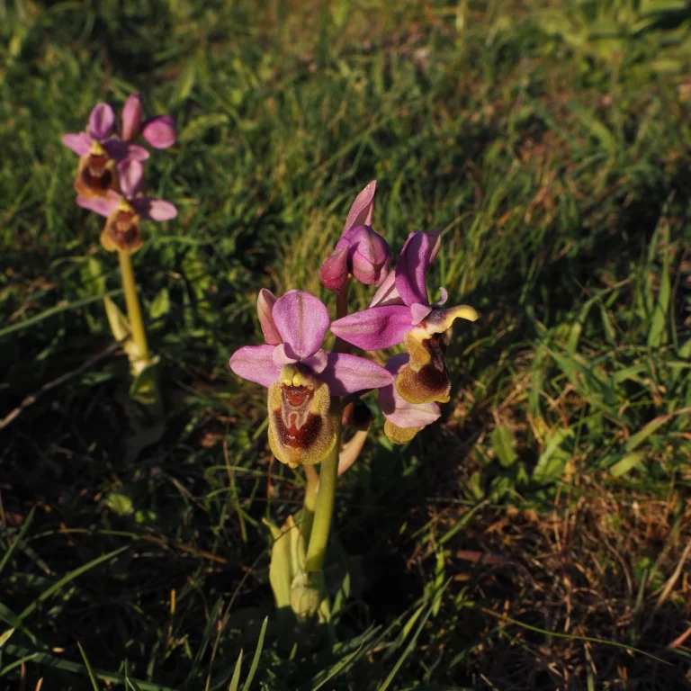 Ophrys Archimedea